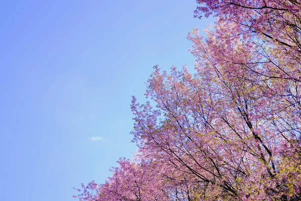 Dziki himalajski kwiat wiśni sakura. kwitnąca różowa flora — Zdjęcie stockowe