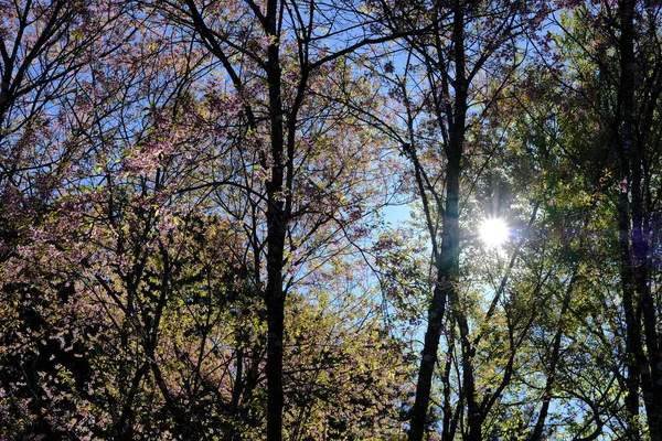 阳光和野生喜玛拉雅沙库拉樱花。 盛开 — 图库照片