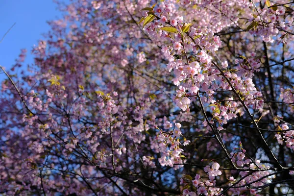 Wild himalayan sakura cherry blossom flower. blooming pink flora — Stock Photo, Image