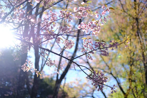 Dziki himalajski kwiat wiśni sakura. kwitnąca różowa flora — Zdjęcie stockowe