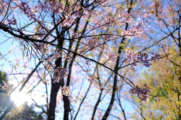 Flor de cereja himalaia selvagem sakura. Flora rosa florescente — Fotografia de Stock