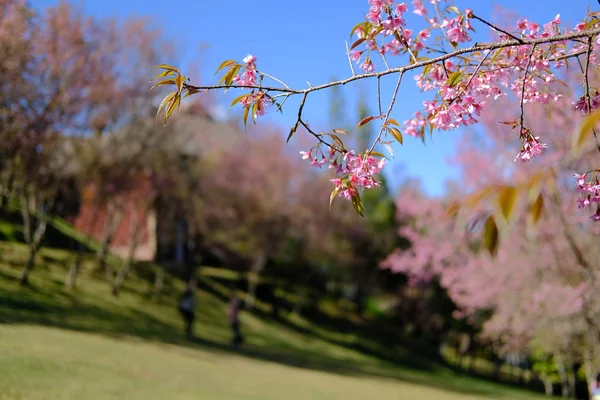 Dziki himalajski kwiat wiśni sakura. kwitnąca różowa flora — Zdjęcie stockowe