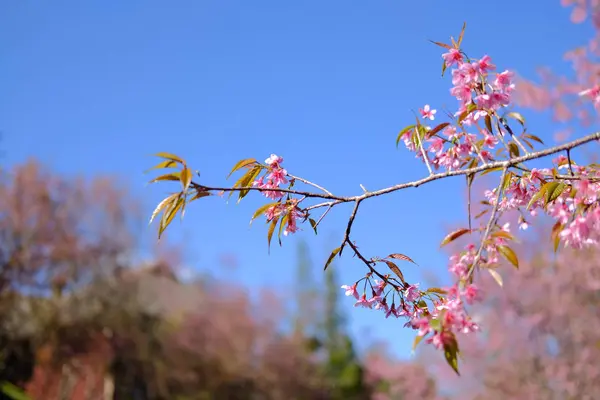 Fleur sauvage de cerisier himalayen sakura. floraison de la flore rose — Photo