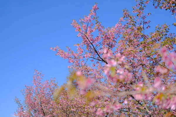 Fleur sauvage de cerisier himalayen sakura. floraison de la flore rose — Photo