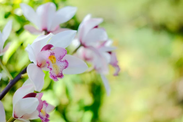 Kvetoucí bílá fialová orchidej květiny v zahradě — Stock fotografie