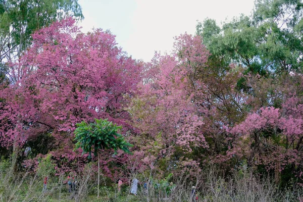 Turyści odwiedzający khun Wang Inthanon zobaczyć himalajski sakura che — Zdjęcie stockowe