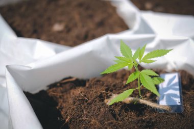 Kenevir marihuana bitkisi yetiştiriyorum.