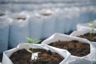 Kenevir marihuana bitkisi yetiştiriyorum.