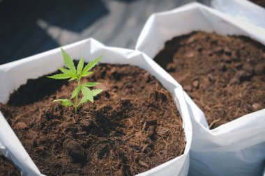 Kenevir marihuana bitkisi yetiştiriyorum.