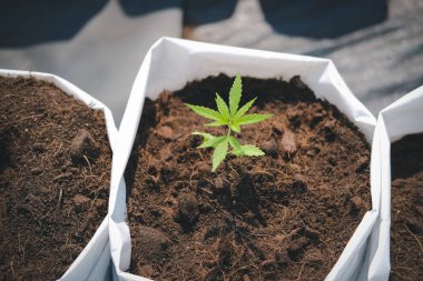 Kenevir marihuana bitkisi yetiştiriyorum.