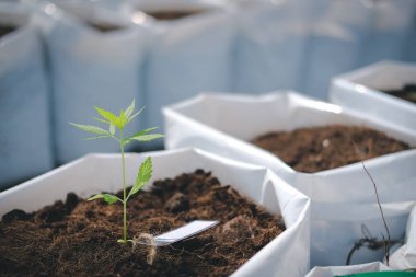 Kenevir marihuana bitkisi yetiştiriyorum.