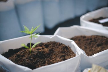 Kenevir marihuana bitkisi yetiştiriyorum.