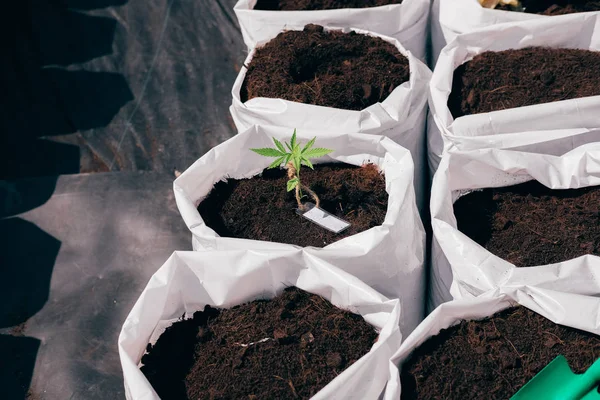 Kenevir marihuana bitkisi yetiştiriyorum.