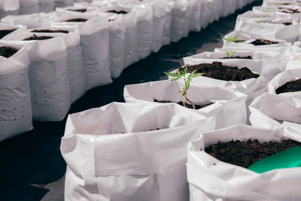 Growing cannabis marijuana herb plant in outdoor farm — 스톡 사진