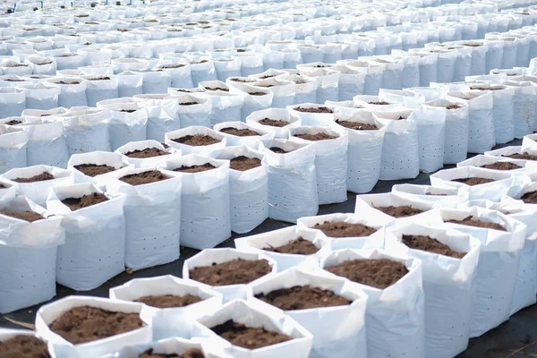 Soil & fertilizer in planting pot for growing transplanting plan — 스톡 사진