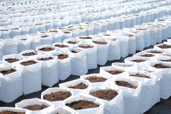 Soil in planting pot for growing transplanting plant seedling in — 스톡 사진