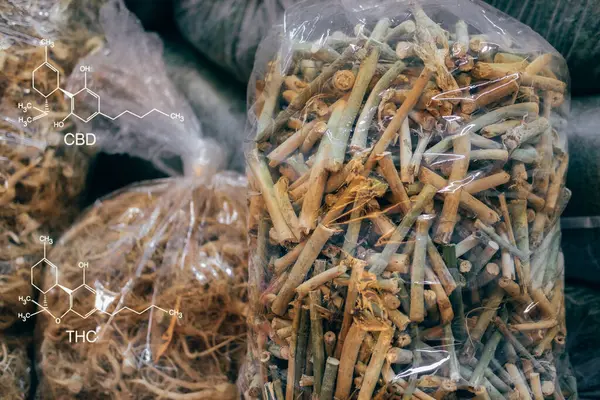 Cbd & thc v sušené větvi konopí kořen & listy. plán marihuany — Stock fotografie