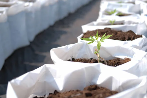 Growing cannabis marijuana herb plant in outdoor farm — 스톡 사진