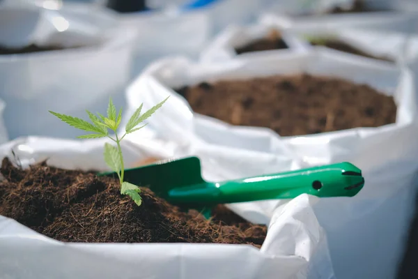 Growing cannabis marijuana herb plant in outdoor farm Royalty Free Stock Photos