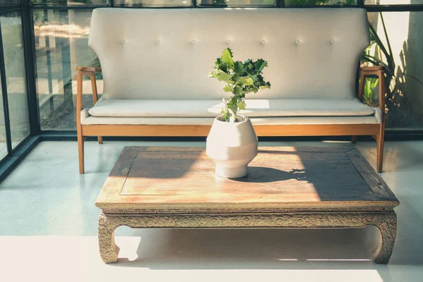 Kaktus rostlina s bílým polštářem pohovka gauč v obývacím pokoji — Stock fotografie