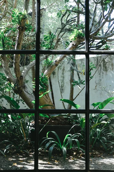 Fenster mit grünen Pflanzenblättern im Garten — Stockfoto