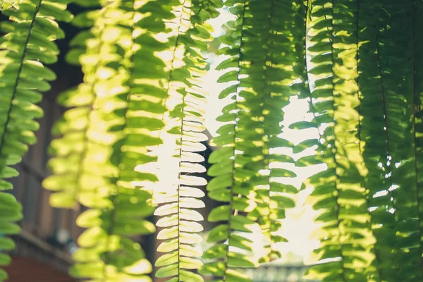 Lumière du soleil sur les feuilles des fougères vertes. forêt tropicale humide f — Photo