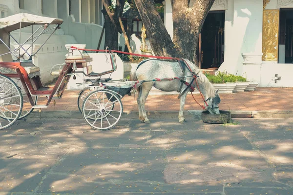 Rickshaw caballo que sirve turista. viejo vintage asiático triciclo — Foto de Stock