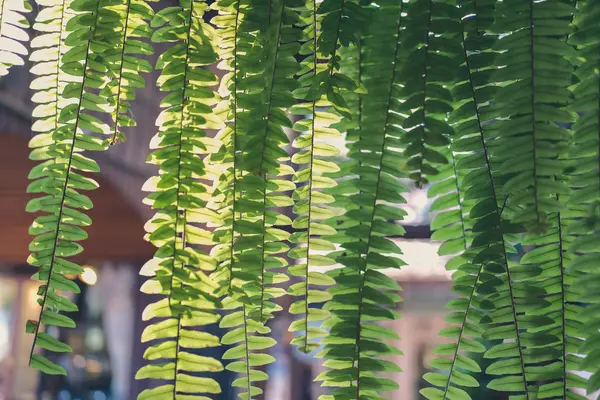 Sunlight light on green fern plant leaves. tropical rainforest f — Stockfoto