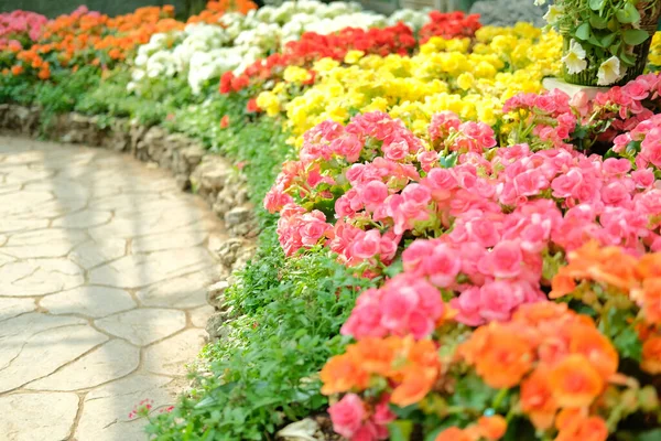 Florescendo Multicolor Begonia Semperflorens Crescendo Jardim Flores — Fotografia de Stock