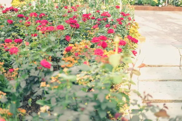 Rosa Floreciente Creciendo Jardín Flores Planta Rosas Parque —  Fotos de Stock