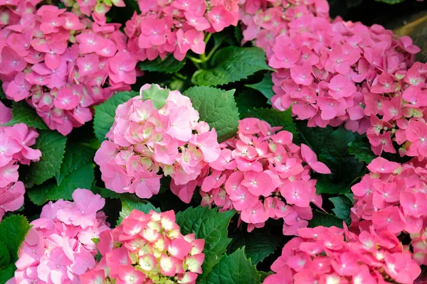 Цветущие Розовые Гортензии Макрофилла Растет Цветочном Саду — стоковое фото