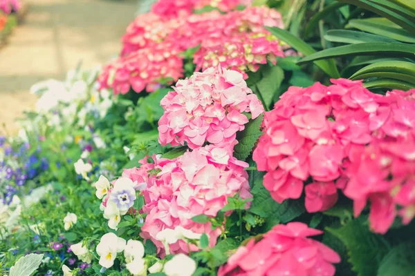 Квітуча Рожева Гортензія Макрофіла Росте Квітковому Саду — стокове фото