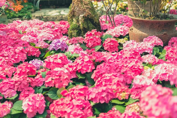 Blooming Pink Hydrangea Macrophylla Growing Flower Garden — Stock Photo, Image