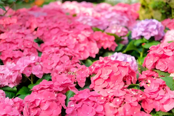 Blooming Pink Hydrangea Macrophylla Growing Flower Garden — Stock Photo, Image