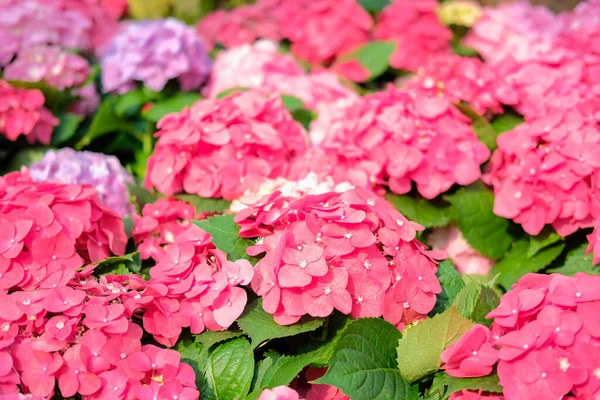 Цветущие Розовые Гортензии Макрофилла Растет Цветочном Саду — стоковое фото