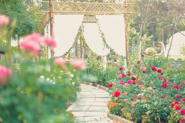 Çiçek bahçesinde çiçek açan gül. Parktaki güller