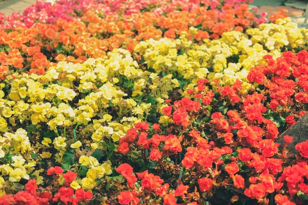 Blooming Multicolor Begonia Semperflorens Growing Flower Garden — Stock Photo, Image