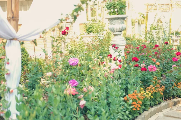 Rose Fleurs Poussant Dans Jardin Fleurs Roses Plante Dans Parc — Photo