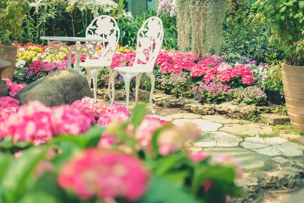 Kwitnąca Różowa Hortensja Makrofilia Rosnąca Ogrodzie Kwiatowym — Zdjęcie stockowe