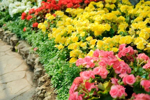 Цветущие Разноцветные Бегонии Семенной Флоры Растущие Цветочном Саду — стоковое фото