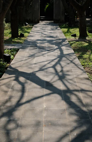 Sombra Árvore Ramo Caminho Passarela Parque Jardim — Fotografia de Stock