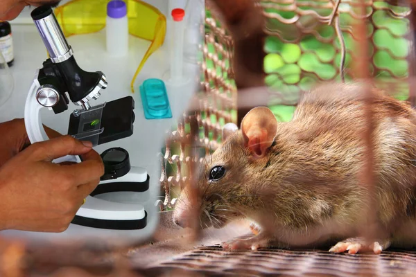 Mikroskoplu araştırmacı leptosspirozu fare kapanında test ediyor.