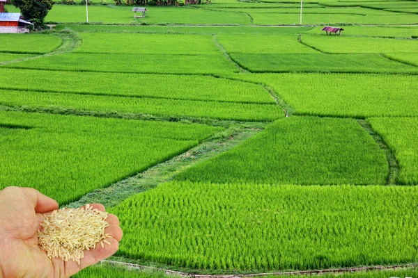 Adam Elinde Çiğ Pirinci Kontrol Ediyor Beyaz Arka Planda Izole — Stok fotoğraf