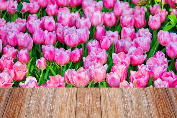 Die Schönen Rosa Tulpen Garden Pastellrosa Farbe Auf Blütenblättern Mit — Stockfoto