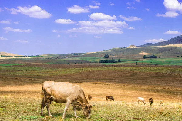 Doğa Dağ Manzarası Inek — Stok fotoğraf