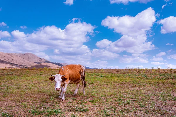 Doğa Dağ Manzarası Inek — Stok fotoğraf