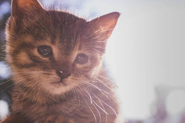 Kitten Dog Sunrise Landscape — Stock Photo, Image