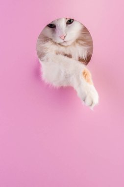 Kedi ağızlığı ve pençesi, kağıt pembesindeki delikten dışarı süzülüyor.