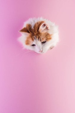 Kedi ağızlığı, pembe arka plandaki bir delikten dışarı süzülüyor.. 