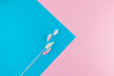 Pembe ve parlak mavi pastel arka planda güzel narin bir çiçek. Üst Manzara. Düz yatıyordu. Tasarım şablonu.